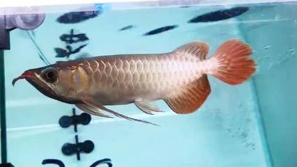 龍魚立鱗病怎么治療最好（龍魚立鱗病、鱗立病、豎鱗病、豎鱗病、豎鱗病、豎鱗?。? title=