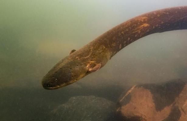 怎么捉雷龍魚視頻（-捕捉雷龍魚需要對水域環(huán)境有深入了解） 水族問答 第1張