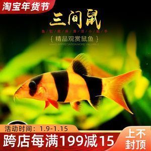 龍魚缸放什么工具魚不會死（龍魚缸中放置適當(dāng)?shù)墓ぞ唪~可以保護(hù)魚免受傷害從而避免死亡） 魚缸百科 第2張