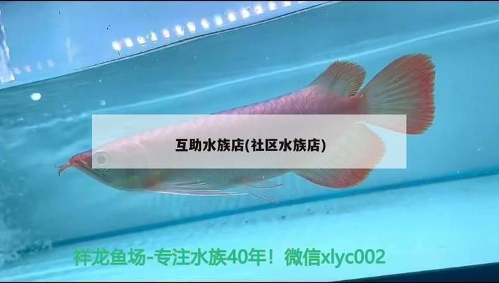 祥龍水族館加盟賺錢嗎現(xiàn)在怎么樣了（水族館加盟優(yōu)勢分析） 水族館百科（水族館加盟） 第1張