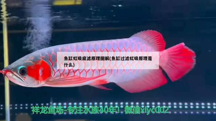 魚缸虹吸過濾（關于魚缸虹吸過濾的詳細介紹） 魚缸百科 第1張