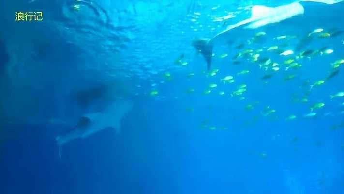 長隆有水族館嗎（探索長隆海洋王國的水族館） 水族館百科（水族館加盟） 第4張