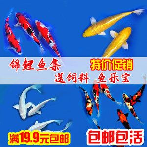 紅龍魚喂小魚好不好呢（關于紅龍魚喂小魚的10個問題） 水族問答