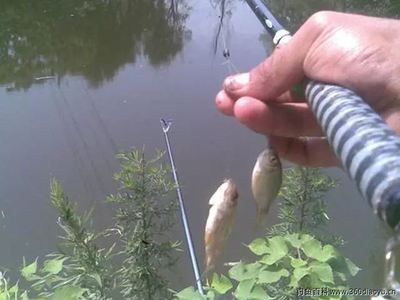 中型雷龍魚推薦哪種魚（中型雷龍魚的繁殖周期是多久，如何確保中型雷龍魚健康和長壽） 水族問答 第1張