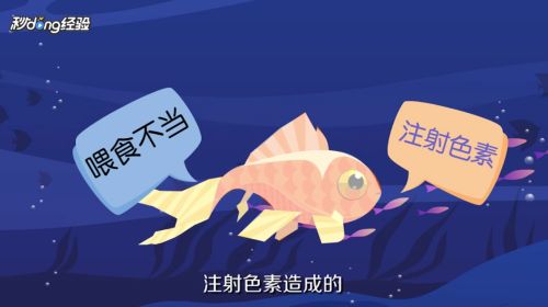 恐龍魚是不是熱帶魚類呢（關(guān)于恐龍魚的問題） 水族問答 第1張