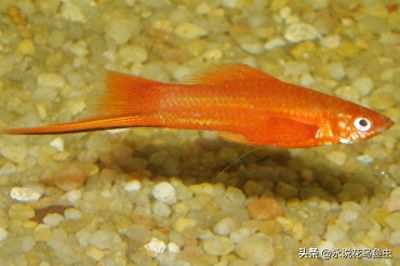 龍魚(yú)水溫多少度合適喂食物（飼養(yǎng)龍魚(yú)時(shí)，如何確保食物的溫度與食物的溫度適宜） 水族問(wèn)答 第2張