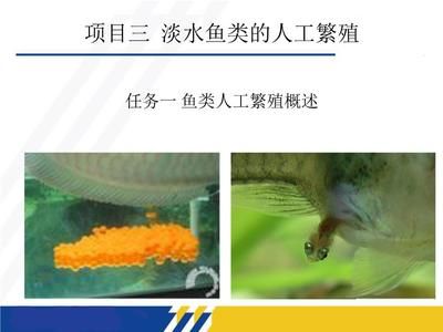 龍魚不開口吃東西（為什么龍魚不開口吃東西？） 水族問答 第1張