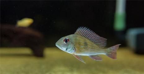 野生彩虹雷龍魚20多厘米（如何評估野生彩虹雷龍魚20多厘米個體的數(shù)量及其生態(tài)意義？） 水族問答 第1張