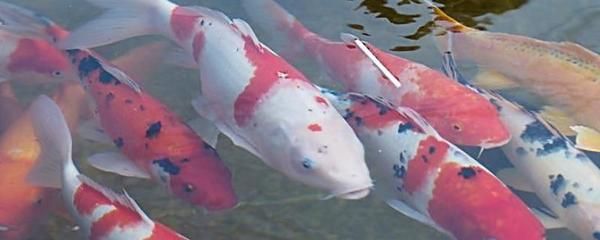 大正錦鯉魚(yú)的疾病預(yù)防（大正錦鯉魚(yú)疾病預(yù)防方法） 龍魚(yú)百科 第5張