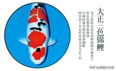 大正錦鯉魚(yú)的疾病預(yù)防（大正錦鯉魚(yú)疾病預(yù)防方法） 龍魚(yú)百科 第4張