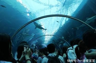 一家水族館一年成本多少（一家水族館一年的運(yùn)營成本會受到多種因素的影響） 水族館百科（水族館加盟） 第5張