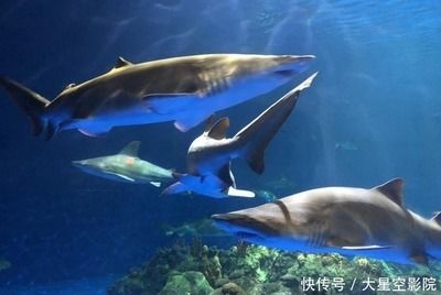 一家水族館一年成本多少（一家水族館一年的運營成本會受到多種因素的影響） 水族館百科（水族館加盟） 第4張