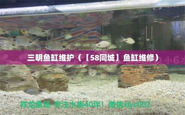 三明魚缸批發(fā)市場（三明觀賞魚批發(fā)市場） 全國觀賞魚市場 第5張