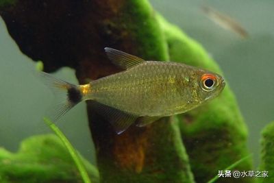 恐龍魚(yú)哪個(gè)品種比較好看（選擇哪種恐龍魚(yú)品種最好看） 水族問(wèn)答 第1張