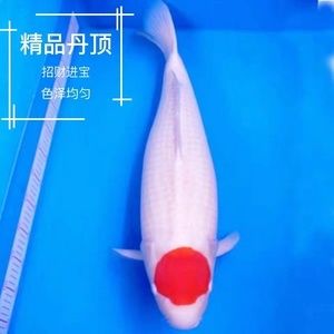 金龍魚是一種魚嗎（金龍魚是一種魚類嗎？它的繁殖方式是怎樣的？） 水族問答 第2張