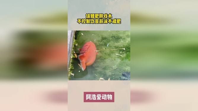 20公分紅龍魚價格多少錢一條（20公分紅龍魚價格是否因地區(qū)不同而有所變化） 水族問答