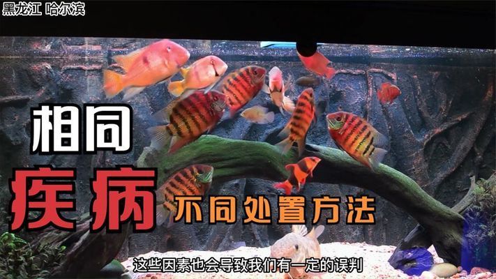 20公分左右的龍魚喂什么飼料長(zhǎng)得快（養(yǎng)龍魚需要注意哪些事項(xiàng)？） 水族問答 第1張