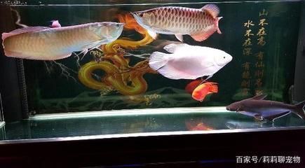 20厘米金龍魚喂什么好一點（喂金龍魚什么食物最好？） 水族問答 第2張