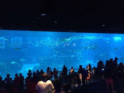 水族館什么意思（水族館不僅是欣賞美麗水生生物的好地方，也是一個(gè)重要的教育項(xiàng)目） 水族館百科（水族館加盟） 第4張