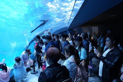 水族館有什么工作內(nèi)容（水族館環(huán)境維護(hù)的創(chuàng)新方法,）