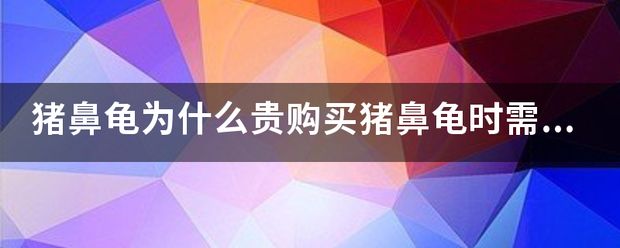 豬鼻龜好買嗎：豬鼻龜哪里能買 豬鼻龜百科 第6張