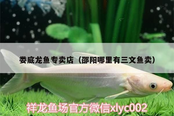 眉山龍魚專賣店：十堰哪里有賣魚缸的店鋪電話(眉山哪里有賣魚缸 全國觀賞魚市場 第3張