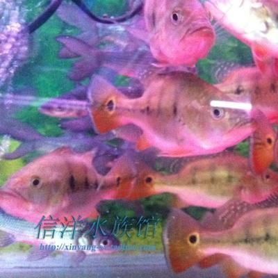 烏海觀賞魚批發(fā)市場：烏海觀賞魚市場 全國觀賞魚市場 第2張