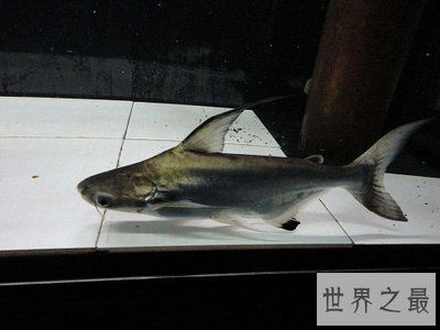 40公分龍魚(yú)喂幾個(gè)蝦合適：喂蝦對(duì)龍魚(yú)有什么潛在的風(fēng)險(xiǎn)嗎？ 水族問(wèn)答 第2張