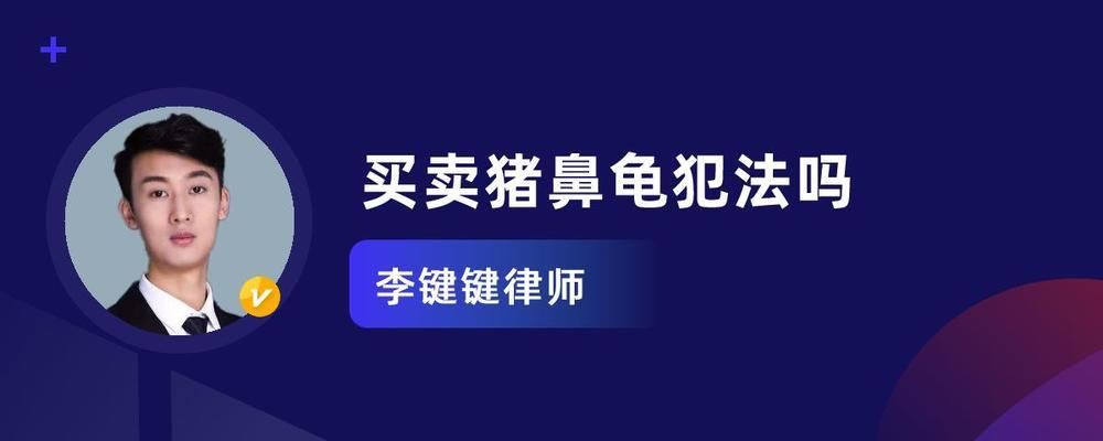 買了一只豬鼻龜犯法嗎：購(gòu)買豬鼻龜判刑嗎 豬鼻龜百科 第2張