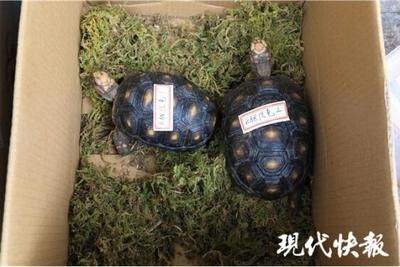 買了一只豬鼻龜犯法嗎：購(gòu)買豬鼻龜判刑嗎 豬鼻龜百科 第4張