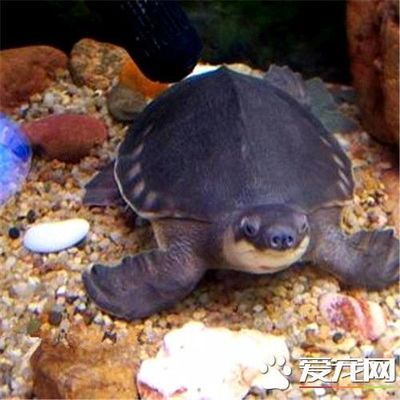 豬鼻龜好不好養(yǎng)？：豬鼻龜?shù)娘曫B(yǎng)方法 豬鼻龜百科 第2張