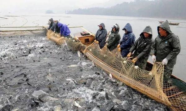 大型龍魚：關(guān)于大型龍魚的疑問 水族問答 第2張