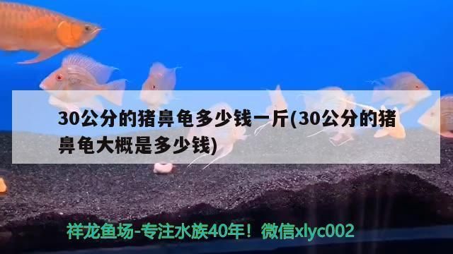 豬鼻龜30公分價(jià)格：30公分的豬鼻龜多少錢一斤 豬鼻龜百科 第6張