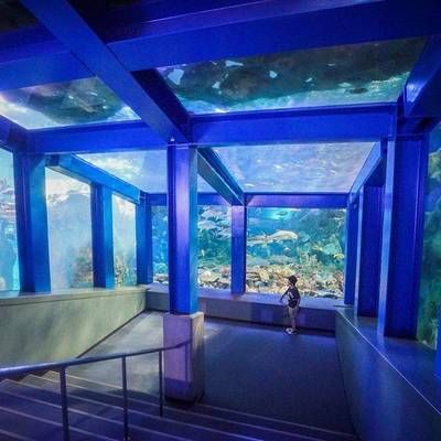 全國水族館排行2020：海昌海洋公園游玩攻略 水族館百科（水族館加盟） 第4張