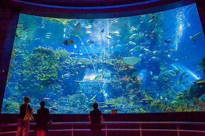 全國水族館排行2020：海昌海洋公園游玩攻略 水族館百科（水族館加盟） 第5張