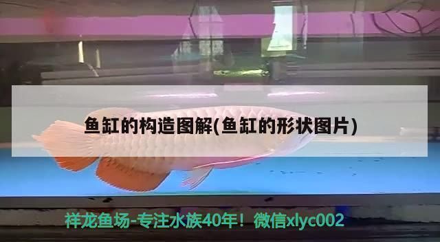 江彩魚缸和森森魚缸區(qū)別在哪：森森魚缸和江彩魚缸有什么區(qū)別 魚缸百科 第4張