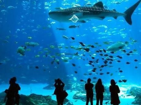 水族館加盟代理：關(guān)于水族館加盟代理的一些關(guān)鍵信息