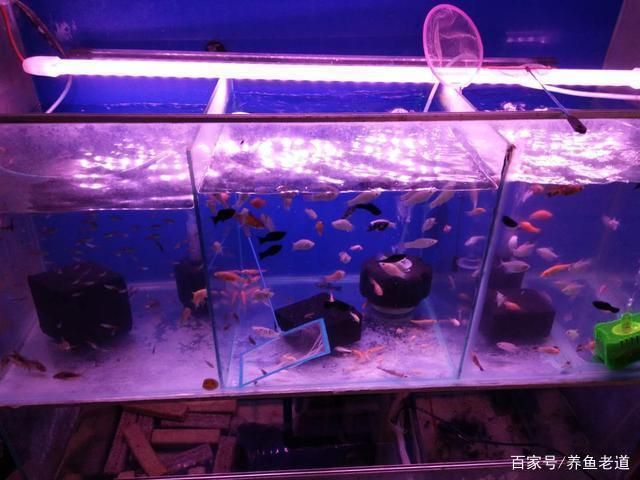 魚缸里的故事美篇：《發(fā)生在魚缸里的故事》 魚缸百科 第2張