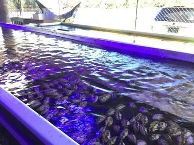 呼倫貝爾觀賞魚批發(fā)市場：呼倫貝爾水族批發(fā)市場