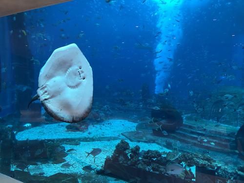 海南哪里有海洋水族館：亞龍灣海底世界門(mén)票價(jià)格