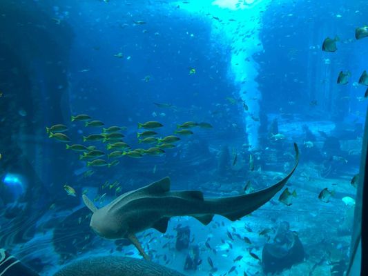 海南哪里有海洋水族館：亞龍灣海底世界門(mén)票價(jià)格