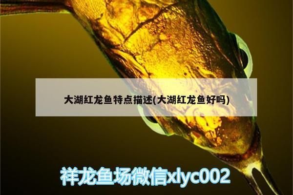 好紅龍魚(yú)的表現(xiàn)有哪些方面呢英語(yǔ)：好紅龍魚(yú)在繁殖周期的繁殖能力和生命力和生命力和生命力 龍魚(yú)百科 第1張