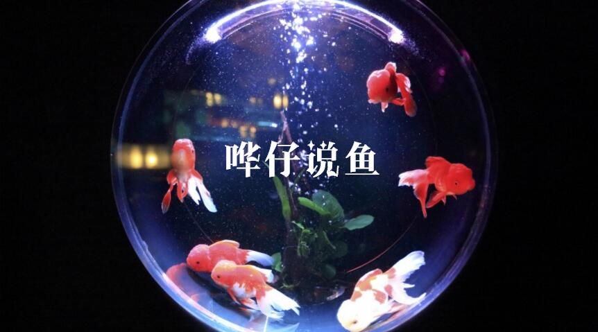 開個(gè)水族館賺錢嗎知乎：水族館門票定價(jià)策略 水族館百科（水族館加盟） 第2張