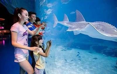 云浮水族館：云浮市云城區(qū)特色水族館 全國(guó)觀賞魚(yú)市場(chǎng) 第3張