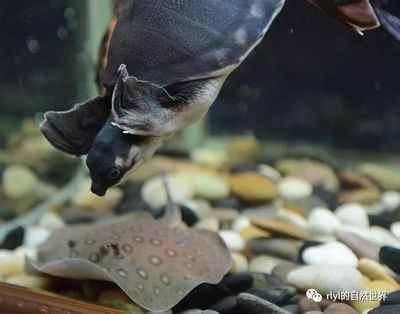 豬鼻龜?shù)霸趺捶趸贺i鼻龜孵化技術(shù) 豬鼻龜百科 第4張