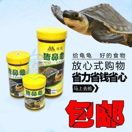 豬鼻龜長到多大喂下沉飼料好：豬鼻龜喂多少合適， 豬鼻龜百科 第5張