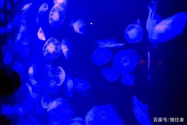 水族館里面有什么：水族館展示海洋哺乳動(dòng)物的絕佳場(chǎng)所 水族館百科（水族館加盟） 第4張