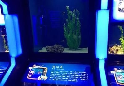 水族館里面有什么：水族館展示海洋哺乳動(dòng)物的絕佳場(chǎng)所 水族館百科（水族館加盟） 第6張