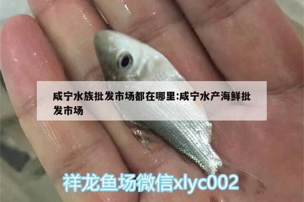 咸寧魚缸批發(fā)市場：咸寧魚缸批發(fā)市場咸寧魚缸批發(fā)市場選購指南 全國觀賞魚市場 第9張