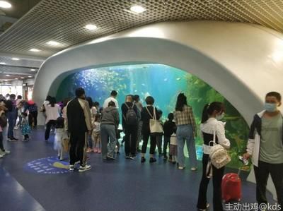 想開一家小型水族館怎么樣：開設(shè)一家小型水族館可以是一項有趣且有潛力的商業(yè)活動 水族館百科（水族館加盟） 第6張